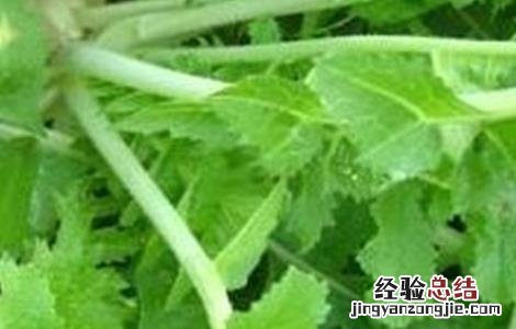 萝卜摘叶好处和方法 萝卜生长过程中需要摘叶子吗