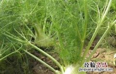 球茎茴香的种植技术和管理 球茎茴香的种植技术