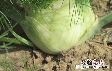 球茎茴香的种植技术和管理 球茎茴香的种植技术