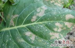 芥蓝霜霉病的防治措施 芥兰病虫害防治方法
