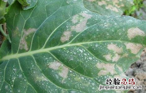 芥蓝霜霉病的防治措施 芥兰病虫害防治方法