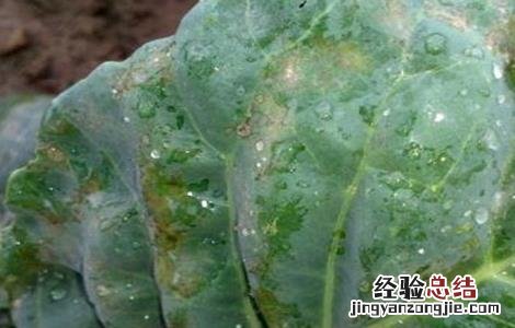 芥蓝霜霉病的防治措施 芥兰病虫害防治方法