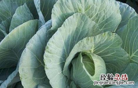 芥蓝霜霉病的防治措施 芥兰病虫害防治方法