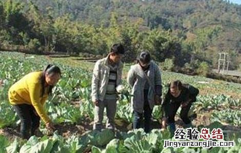 蔬菜轮作原则和注意要点 蔬菜轮作原则和注意要点是什么