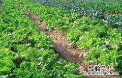 蔬菜轮作原则和注意要点 蔬菜轮作原则和注意要点是什么