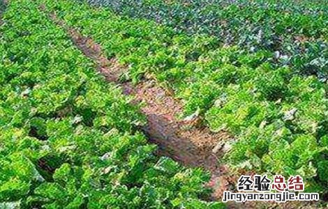 蔬菜轮作原则和注意要点 蔬菜轮作原则和注意要点是什么
