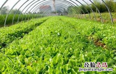 蔬菜轮作原则和注意要点 蔬菜轮作原则和注意要点是什么