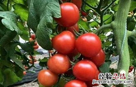番茄摘叶的误区是什么 番茄摘叶的误区