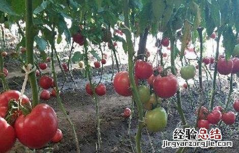 番茄摘叶的误区是什么 番茄摘叶的误区