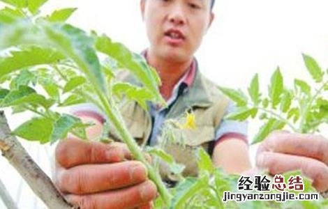 番茄摘叶的误区是什么 番茄摘叶的误区