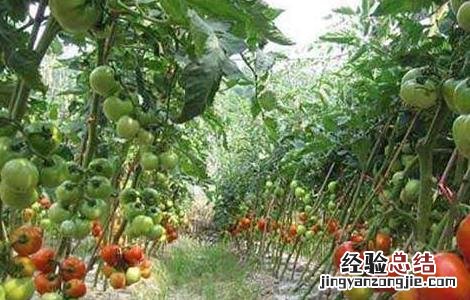 番茄摘叶的误区是什么 番茄摘叶的误区
