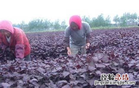 紫苏高产种植技术 紫苏的种植技术