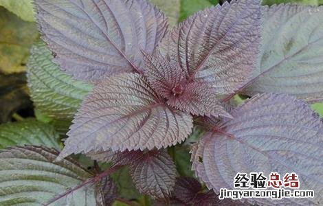 紫苏高产种植技术 紫苏的种植技术