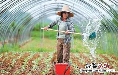 冬季大棚蔬菜冲肥注意事项 冬季大棚蔬菜冲肥注意事项有哪些