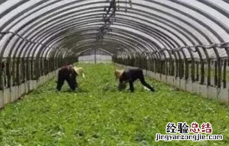 冬季大棚蔬菜冲肥注意事项 冬季大棚蔬菜冲肥注意事项有哪些