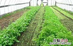 冬季大棚蔬菜冲肥注意事项 冬季大棚蔬菜冲肥注意事项有哪些