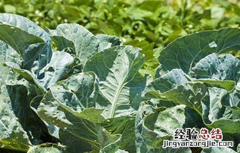 花椰菜干烧心原因及防治方法 花椰菜干烧心原因及防治方法图片