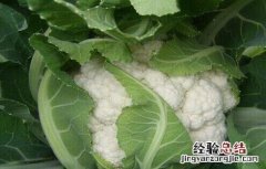 花椰菜干烧心原因及防治方法 花椰菜干烧心原因及防治方法图片