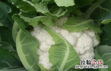 花椰菜干烧心原因及防治方法 花椰菜干烧心原因及防治方法图片
