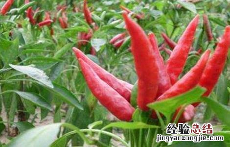 辣椒空心是什么原因 辣椒空心原因及应对措施