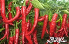 辣椒空心是什么原因 辣椒空心原因及应对措施