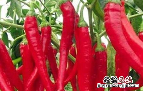 辣椒空心是什么原因 辣椒空心原因及应对措施