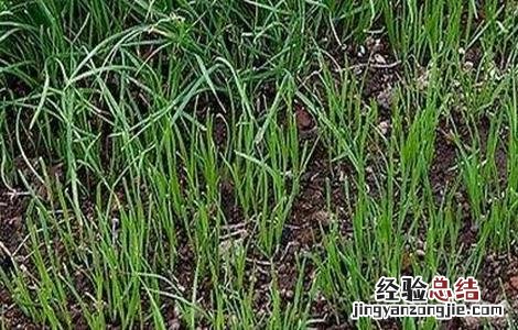 韭菜不分蘖原因及解决方法是什么 韭菜不分蘖原因及解决方法