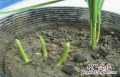韭菜不分蘖原因及解决方法是什么 韭菜不分蘖原因及解决方法