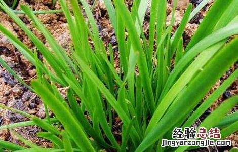 韭菜不分蘖原因及解决方法是什么 韭菜不分蘖原因及解决方法