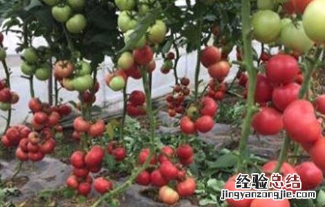 西红柿酱油果原因及预防措施 西红柿的酱油果病害是什么原因