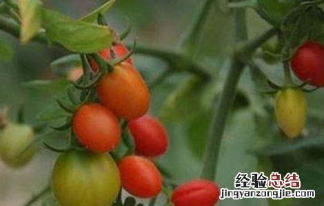 西红柿酱油果原因及预防措施 西红柿的酱油果病害是什么原因