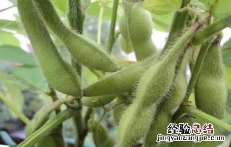 早春毛豆结荚少原因及防治 毛豆苗期常见病害
