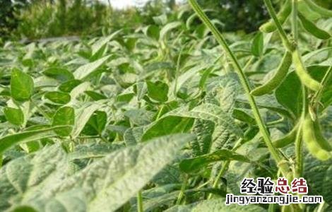 早春毛豆结荚少原因及防治 毛豆苗期常见病害