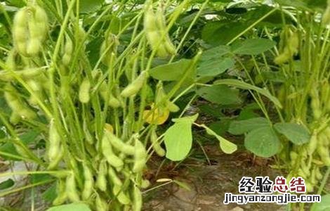 早春毛豆结荚少原因及防治 毛豆苗期常见病害