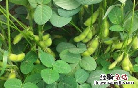 早春毛豆结荚少原因及防治 毛豆苗期常见病害