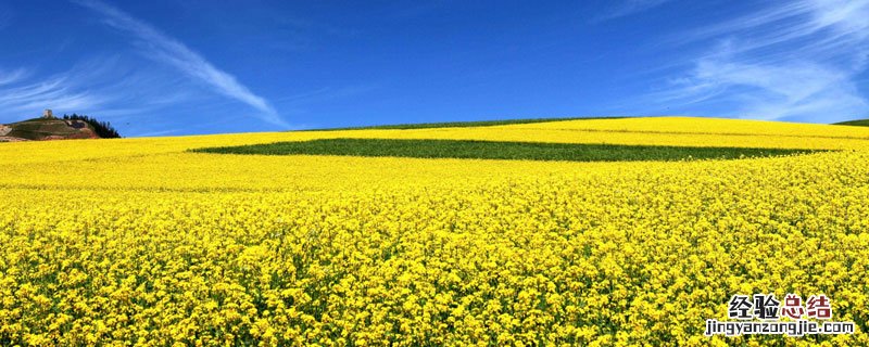 菜粕是什么东西 菜粕是干嘛的