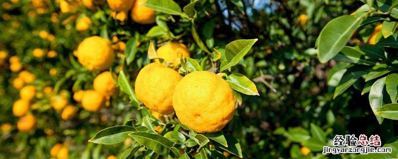 香橼的功效与作用及食用方法 香橼的食用方法