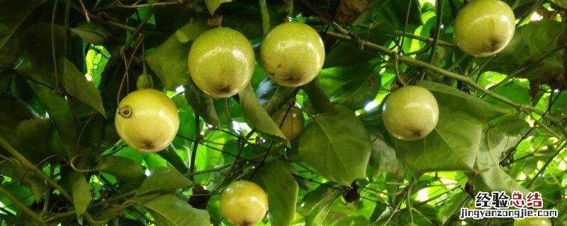 黄金百香果产量多少 黄金百香果亩产