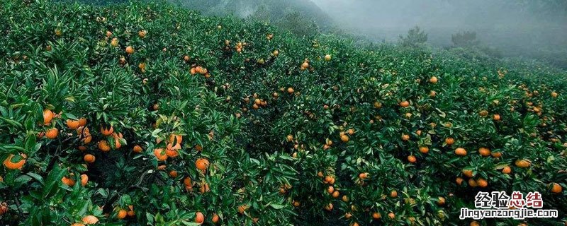 柑橘套袋前打什么药比较好 柑橘套袋前打什么药