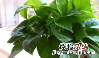 老师让种植物种什么好 老师让种植物?种什么