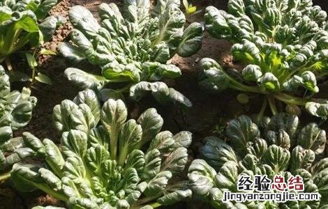 乌塌菜的种植时间与方法 乌塌菜的种植时间和方法