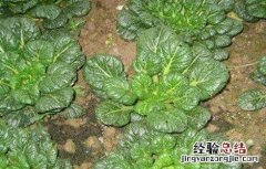 乌塌菜的种植时间与方法 乌塌菜的种植时间和方法