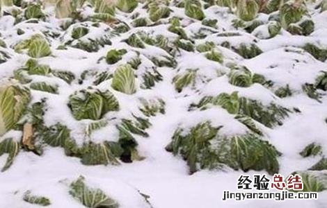 大白菜怎样防止低温冻害 大白菜防冻措施
