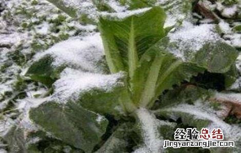 大白菜怎样防止低温冻害 大白菜防冻措施