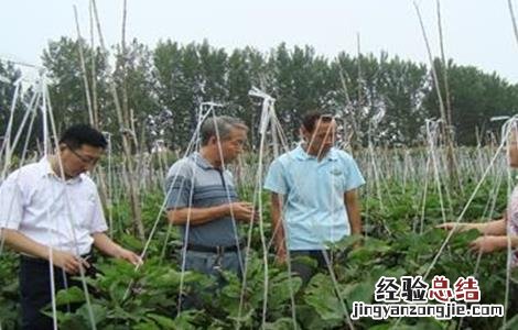 菜豆施肥技术 豆类蔬菜怎么施肥