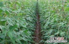菜豆施肥技术 豆类蔬菜怎么施肥