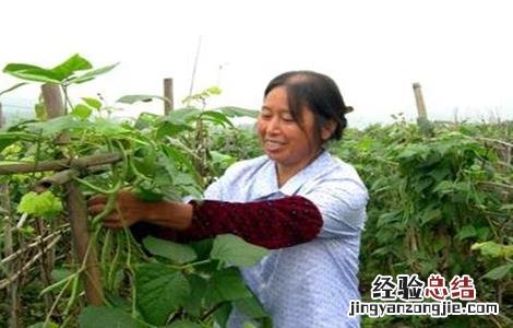 菜豆施肥技术 豆类蔬菜怎么施肥