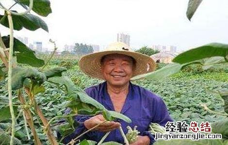 菜豆施肥技术 豆类蔬菜怎么施肥