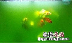 快速培养绿水的方法 快速培养绿水的方法是