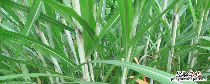 皇竹草的亩产量有多少 皇竹草亩产量是多少